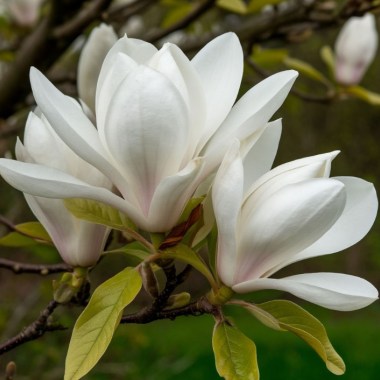 magnolia-archangel — копия